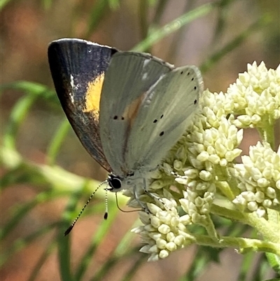 Candalides xanthospilos (Yellow-spotted Blue) at Jerrabomberra, NSW - 24 Oct 2025 by SteveBorkowskis