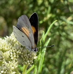 Candalides xanthospilos at Jerrabomberra, NSW - 24 Oct 2025 02:05 PM