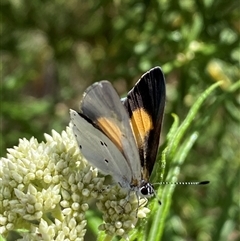 Candalides xanthospilos at Jerrabomberra, NSW - 24 Oct 2025 02:05 PM