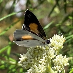 Candalides xanthospilos at Jerrabomberra, NSW - 24 Oct 2025 02:05 PM