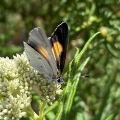 Candalides xanthospilos at Jerrabomberra, NSW - 24 Oct 2025 02:05 PM