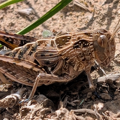 Perunga ochracea (Perunga grasshopper, Cross-dressing Grasshopper) at Whitlam, ACT - 24 Oct 2025 by LukeHush