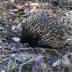 Tachyglossus aculeatus (Short-beaked Echidna) at Acton, ACT - 24 Oct 2025 by George