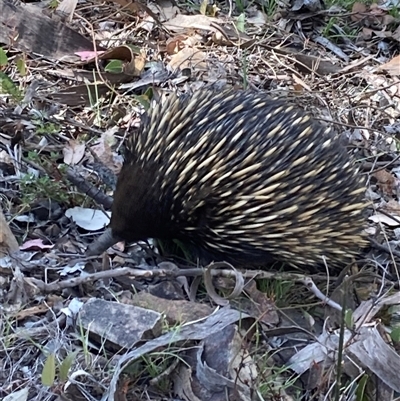 Tachyglossus aculeatus (Short-beaked Echidna) at Acton, ACT - 24 Oct 2025 by George