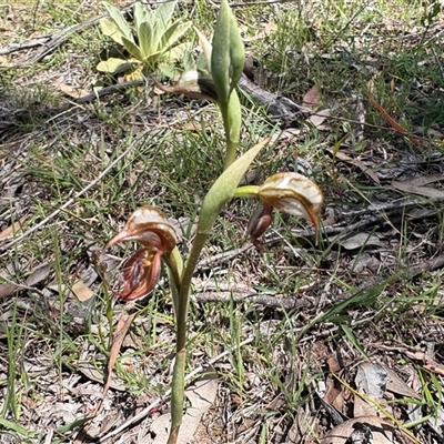 Oligochaetochilus hamatus (Southern Hooked Rustyhood) at Uriarra Village, ACT - 24 Oct 2025 by LukeMcElhinney