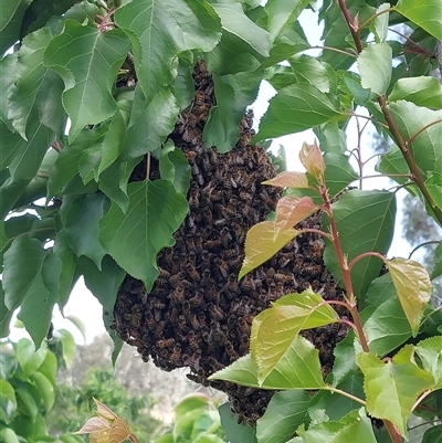 Apis mellifera (European honey bee) at Wirlinga, NSW - 24 Oct 2025 by RobCook