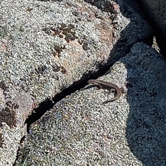 Egernia striolata at Lake Hume Village, NSW - 18 Oct 2025 by RobCook