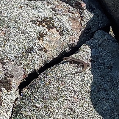 Egernia striolata at Lake Hume Village, NSW - 18 Oct 2025 by RobCook