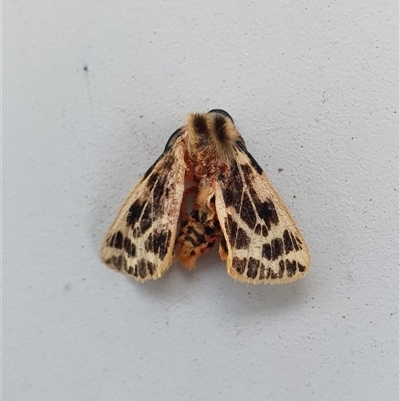 Ardices curvata (Crimson Tiger Moth) at  - suppressed by Aussiegall