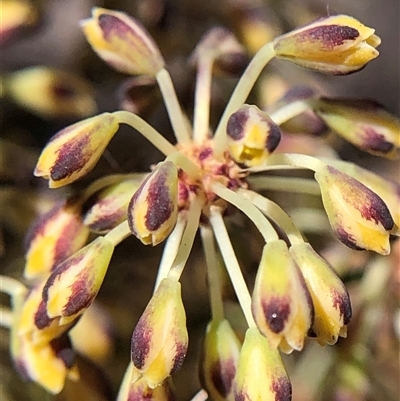 Lomandra multiflora (Many-flowered Matrush) at Crowther, NSW - 24 Oct 2025 by Frecko