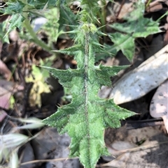 Carduus pycnocephalus (Slender Thistle) at Crowther, NSW - 24 Oct 2025 by Frecko