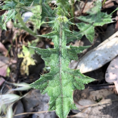 Carduus pycnocephalus (Slender Thistle) at Crowther, NSW - 24 Oct 2025 by Frecko
