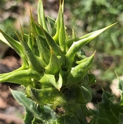Silybum marianum (Variegated Thistle) at Crowther, NSW - 24 Oct 2025 by Frecko
