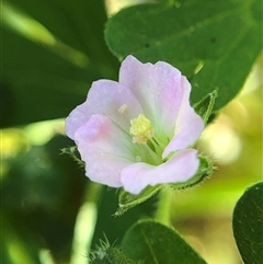 Geranium (genus) (Geranium) at Crowther, NSW - 24 Oct 2025 by Frecko