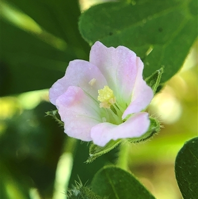 Geranium (genus) (Geranium) at Crowther, NSW - 24 Oct 2025 by Frecko