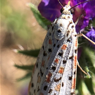 Utetheisa pulchelloides (Heliotrope Moth) at Crowther, NSW - 24 Oct 2025 by Frecko