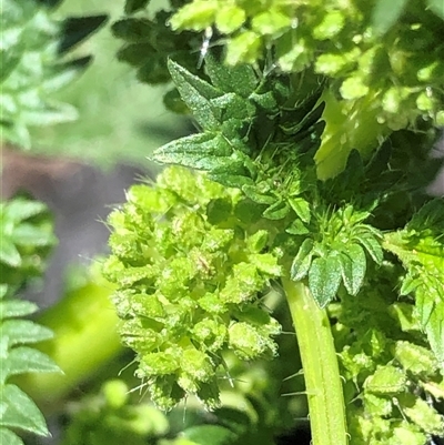 Urtica incisa (Stinging Nettle) at Crowther, NSW - 24 Oct 2025 by Frecko