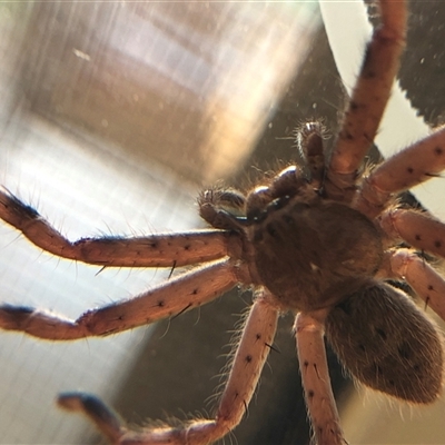 Isopedella pessleri (A huntsman spider) at Crowther, NSW - 24 Oct 2025 by Frecko