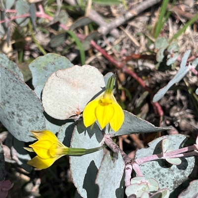 Diuris subalpina (Small Snake Orchid) at  - suppressed by Youspy
