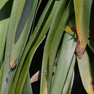 Maratus pavonis (Dunn's peacock spider) at Murrumbateman, NSW - 24 Oct 2025 by ALCaston
