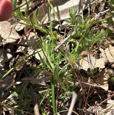 Leptorhynchos squamatus (Scaly Buttons) at Whitlam, ACT - 24 Oct 2025 by KaiDewPHD