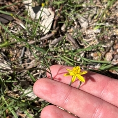 Tricoryne elatior (Yellow Rush Lily) at Whitlam, ACT - 24 Oct 2025 by KaiDewPHD
