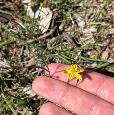 Tricoryne elatior (Yellow Rush Lily) at Whitlam, ACT - 24 Oct 2025 by KaiDewPHD