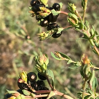 Chrysolina quadrigemina (Greater St Johns Wort beetle) at Harrison, ACT - 24 Oct 2025 by Jenny54