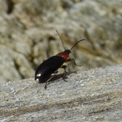 Atoichus bicolor (Darkling beetle) at West Hobart, TAS - 18 Oct 2025 by VanessaC