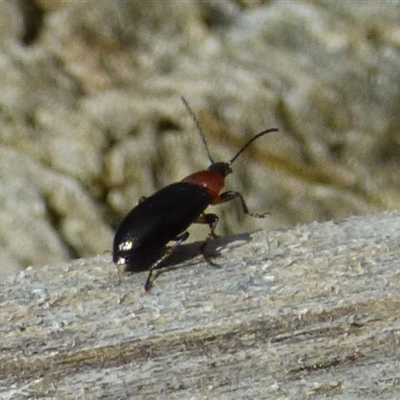 Atoichus bicolor (Darkling beetle) at West Hobart, TAS - 18 Oct 2025 by VanessaC