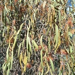 Unverified Climber or Mistletoe by Paddy