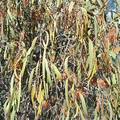 Unverified Climber or Mistletoe at  - suppressed by Paddy