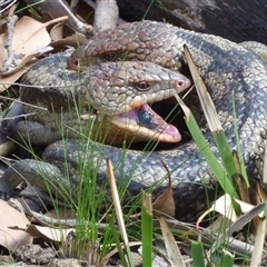 Tiliqua nigrolutea (Blotched Blue-tongue) at West Hobart, TAS - 24 Oct 2025 by VanessaC