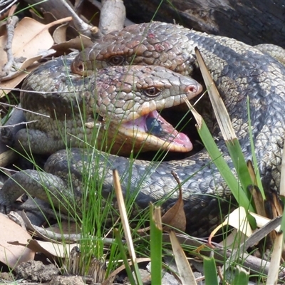 Tiliqua nigrolutea (Blotched Blue-tongue) at West Hobart, TAS - 24 Oct 2025 by VanessaC