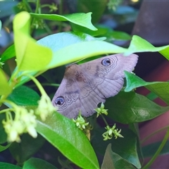 Dasypodia selenophora (Southern Old Lady Moth) at Gungahlin, ACT - 24 Oct 2025 by TrishGungahlin