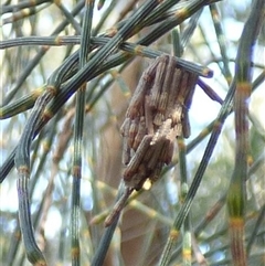Clania ignobilis at West Hobart, TAS - 24 Oct 2025 by VanessaC