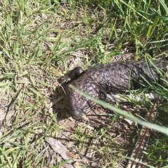 Tiliqua rugosa (Shingleback Lizard) at Tarago, NSW - 24 Oct 2025 by DrDJDavidJ