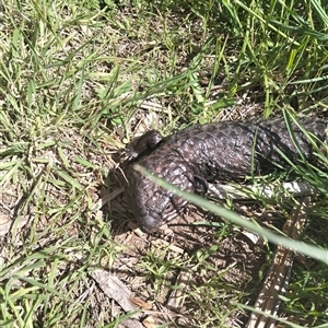 Tiliqua rugosa (Shingleback Lizard) at Tarago, NSW - 24 Oct 2025 by DrDJDavidJ