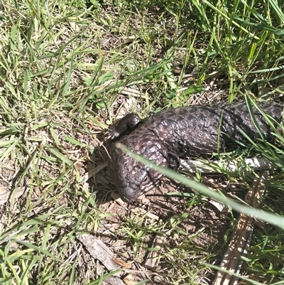 Tiliqua rugosa (Shingleback Lizard) at Tarago, NSW - 24 Oct 2025 by DrDJDavidJ