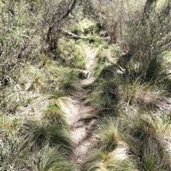 Nassella trichotoma at Bungonia, NSW - 18 Oct 2025 by DrDJDavidJ