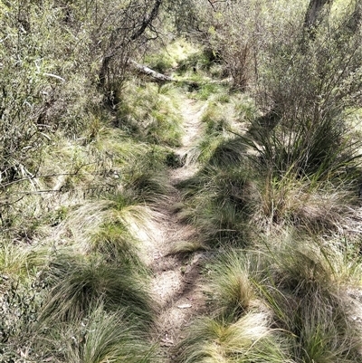 Nassella trichotoma at Bungonia, NSW - 18 Oct 2025 by DrDJDavidJ