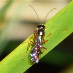 Exoneura sp. (genus) at West Hobart, TAS - 24 Oct 2025 by VanessaC