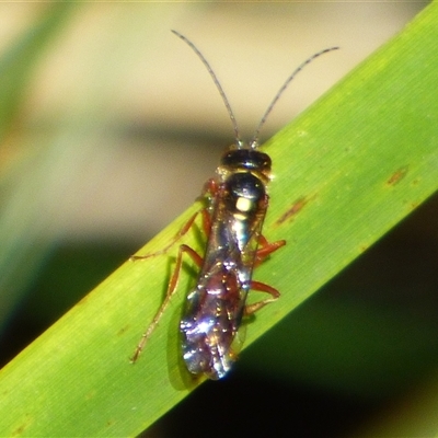 Exoneura sp. (genus) at West Hobart, TAS - 24 Oct 2025 by VanessaC