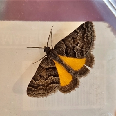 Dichromodes ainaria (A geometer or looper moth) at Yass River, NSW - 24 Oct 2025 by SenexRugosus