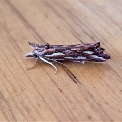 Meyrickella torquesauria (An Eribid Moth) at Yass River, NSW - 24 Oct 2025 by SenexRugosus