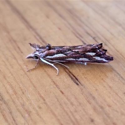Meyrickella torquesauria (An Eribid Moth) at Yass River, NSW - 24 Oct 2025 by SenexRugosus