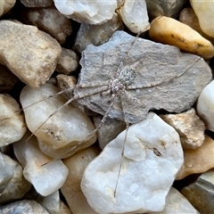 Tamopsis sp. (genus) (Two-tailed spider) at Yass River, NSW - 24 Oct 2025 by SenexRugosus