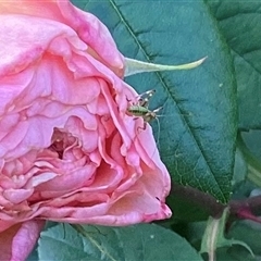 Tettigoniidae (family) (Unidentified katydid) at Preston, VIC - 24 Oct 2025 by grasshopper15