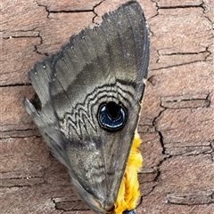 Dasypodia selenophora (Southern Old Lady Moth) at Bywong, NSW - 19 Oct 2025 by HBee2