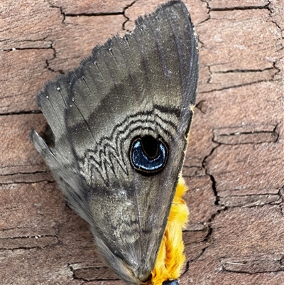 Dasypodia selenophora (Southern Old Lady Moth) at Bywong, NSW - 19 Oct 2025 by HBee2